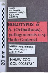 Etiketten zu Athous paflagonensis (Platia & Gudenzi, 1998) (NHMW-ZOO-COL-0008473)